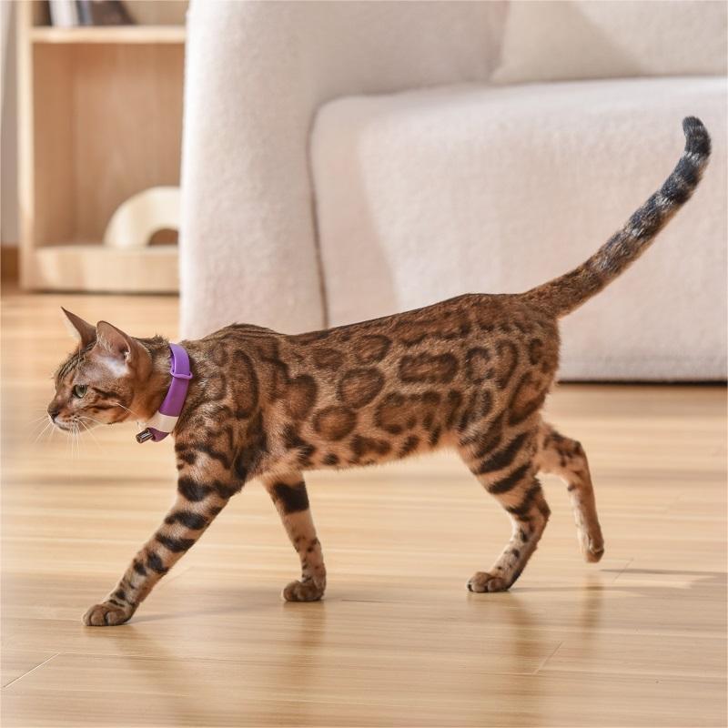 LaserChase™ Pet Cat Toy Laser Collar